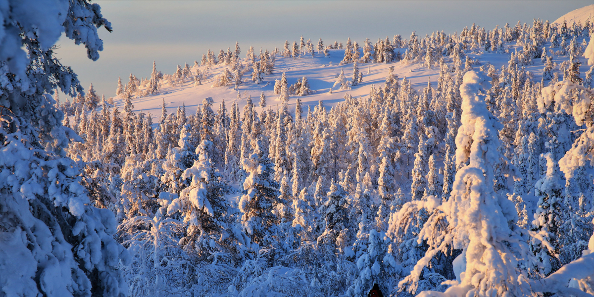 Les paysages du parc national Pyhä-Luosto 