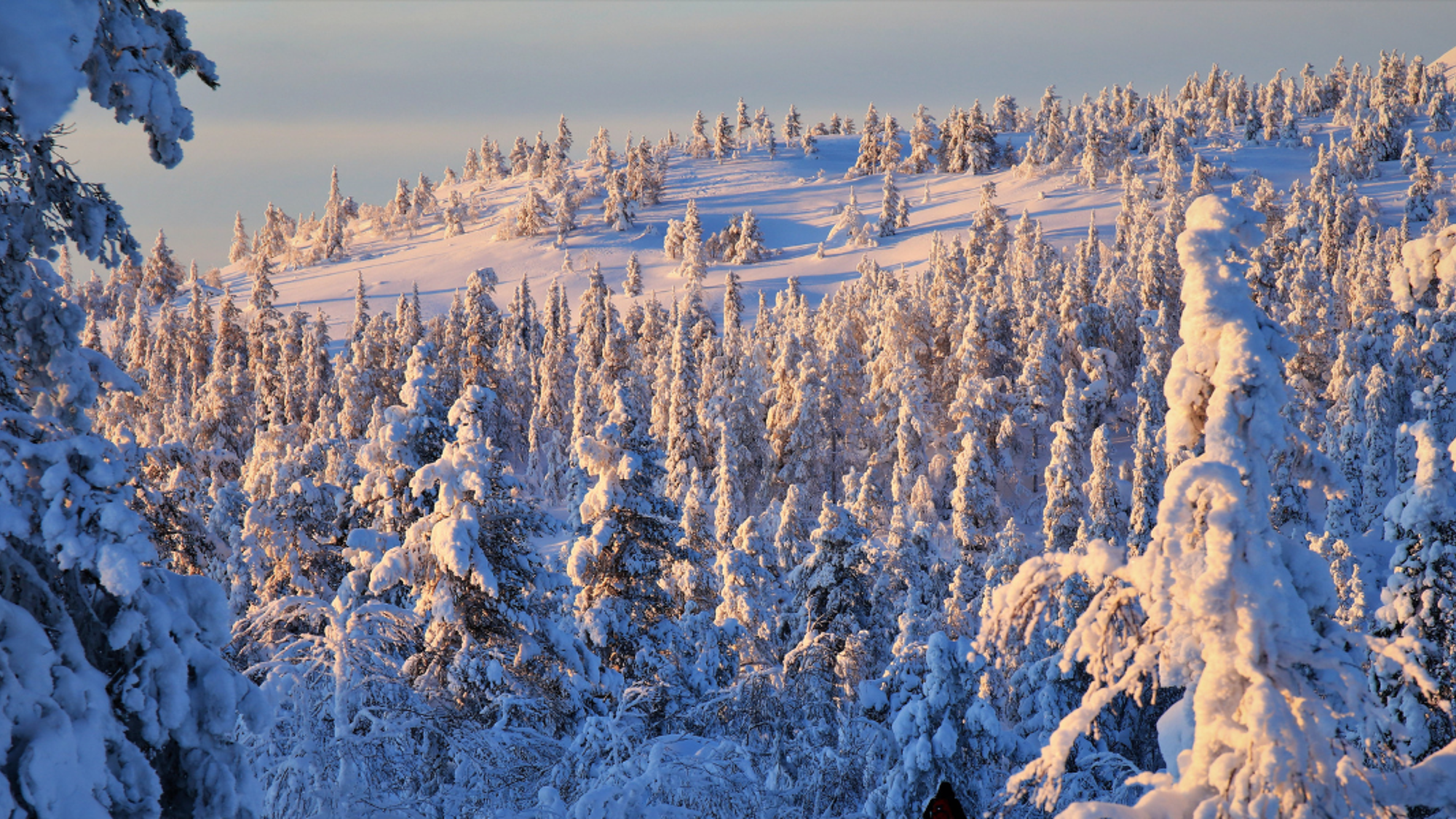 Les paysages du parc national Pyhä-Luosto
