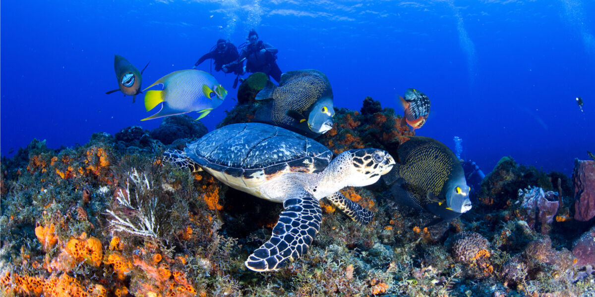 Pour en prendre plein la vue ! 