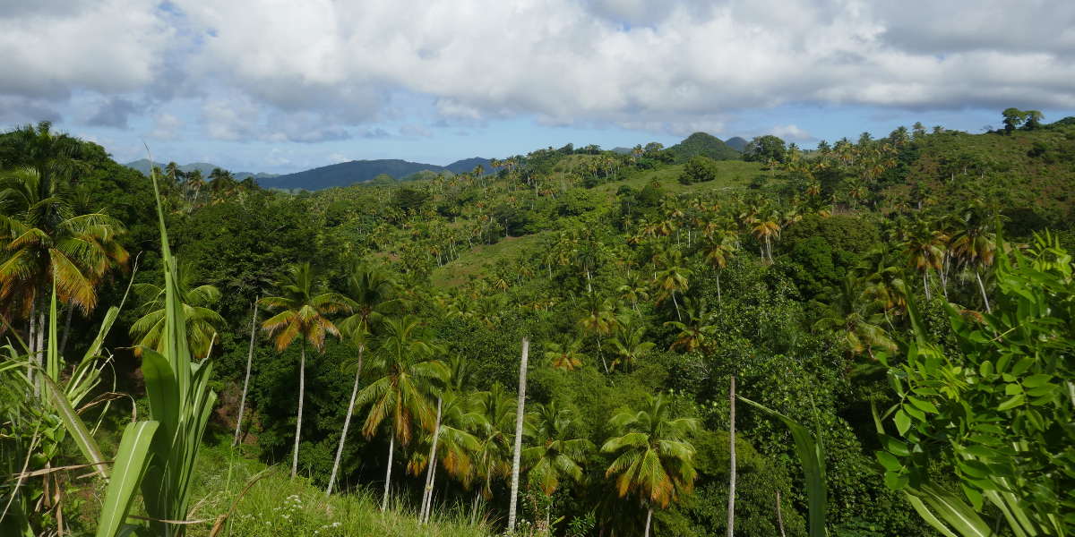 Excursion dans la jungle