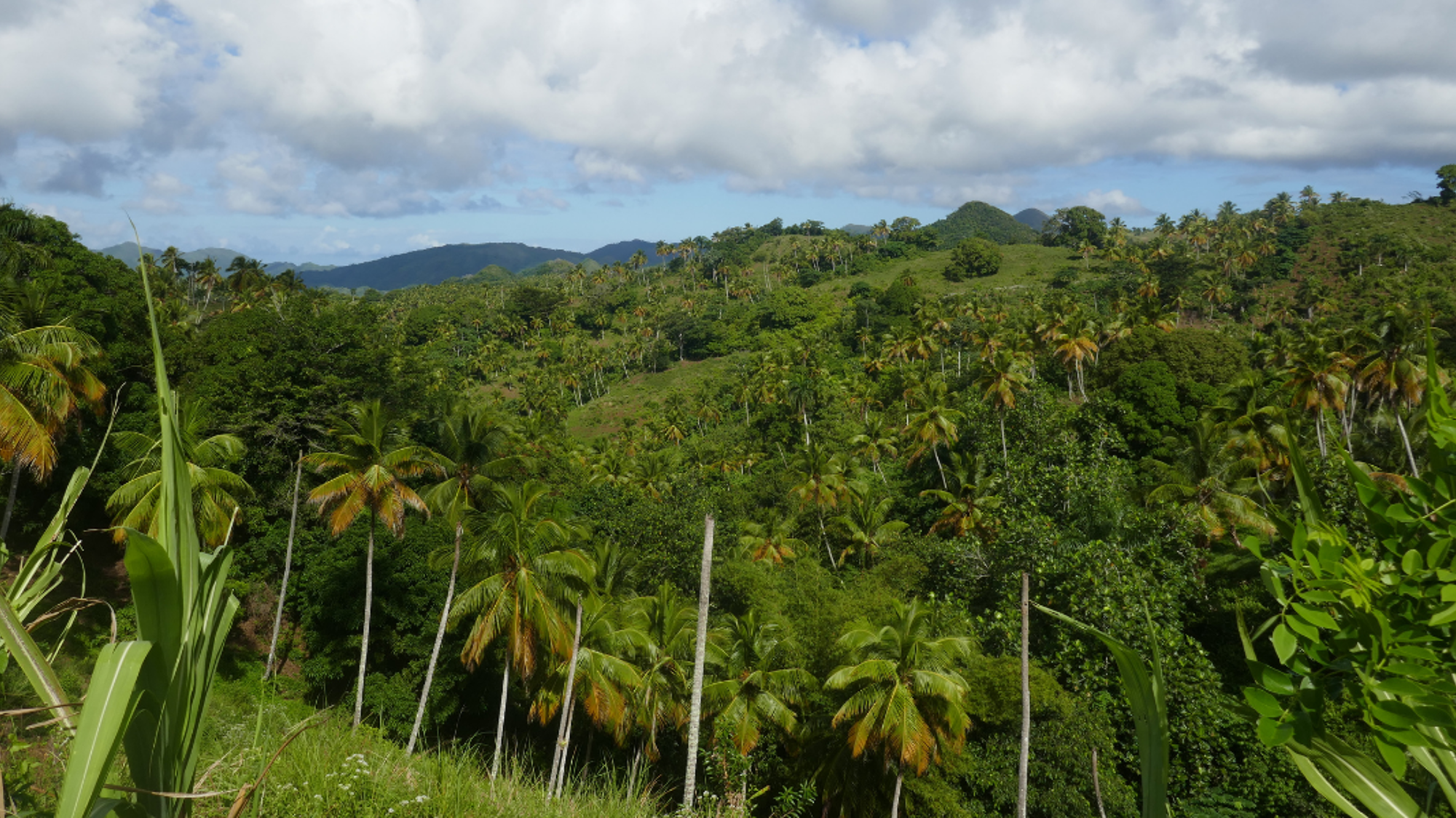 Excursion dans la jungle
