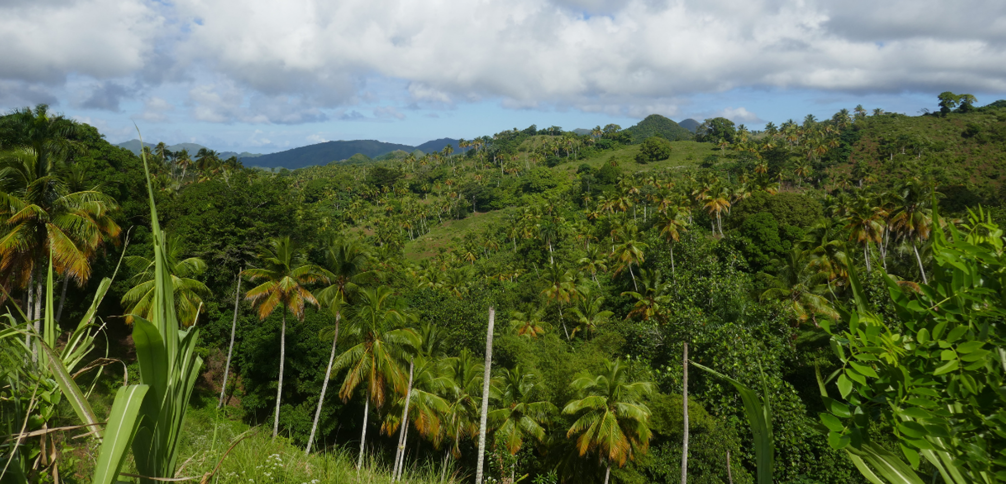 Excursion dans la jungle