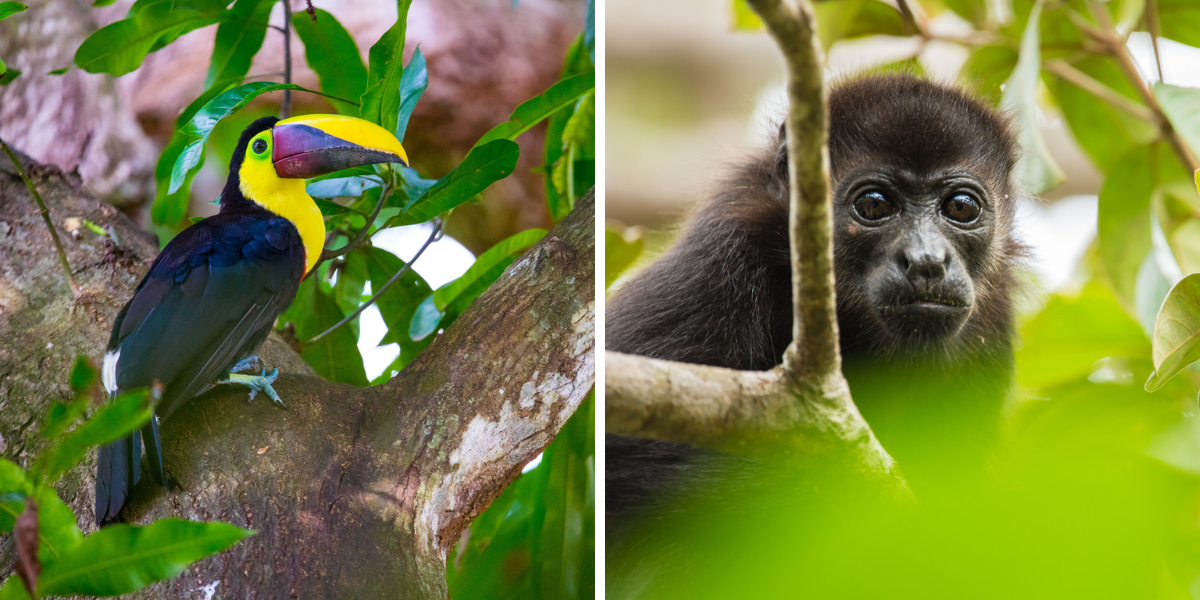 ... et la faune du Costa Rica ! 