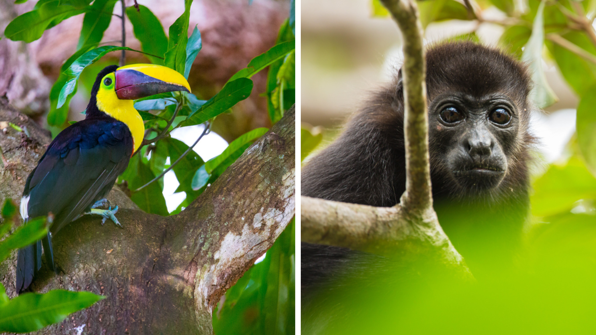 ... et la faune du Costa Rica !