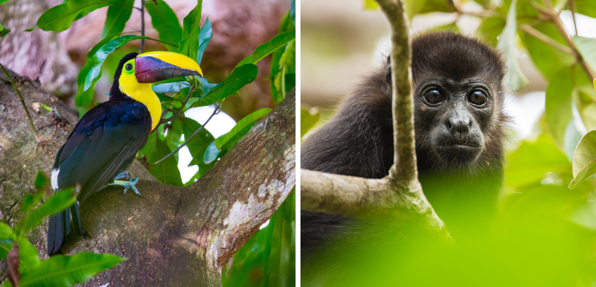... et la faune du Costa Rica !