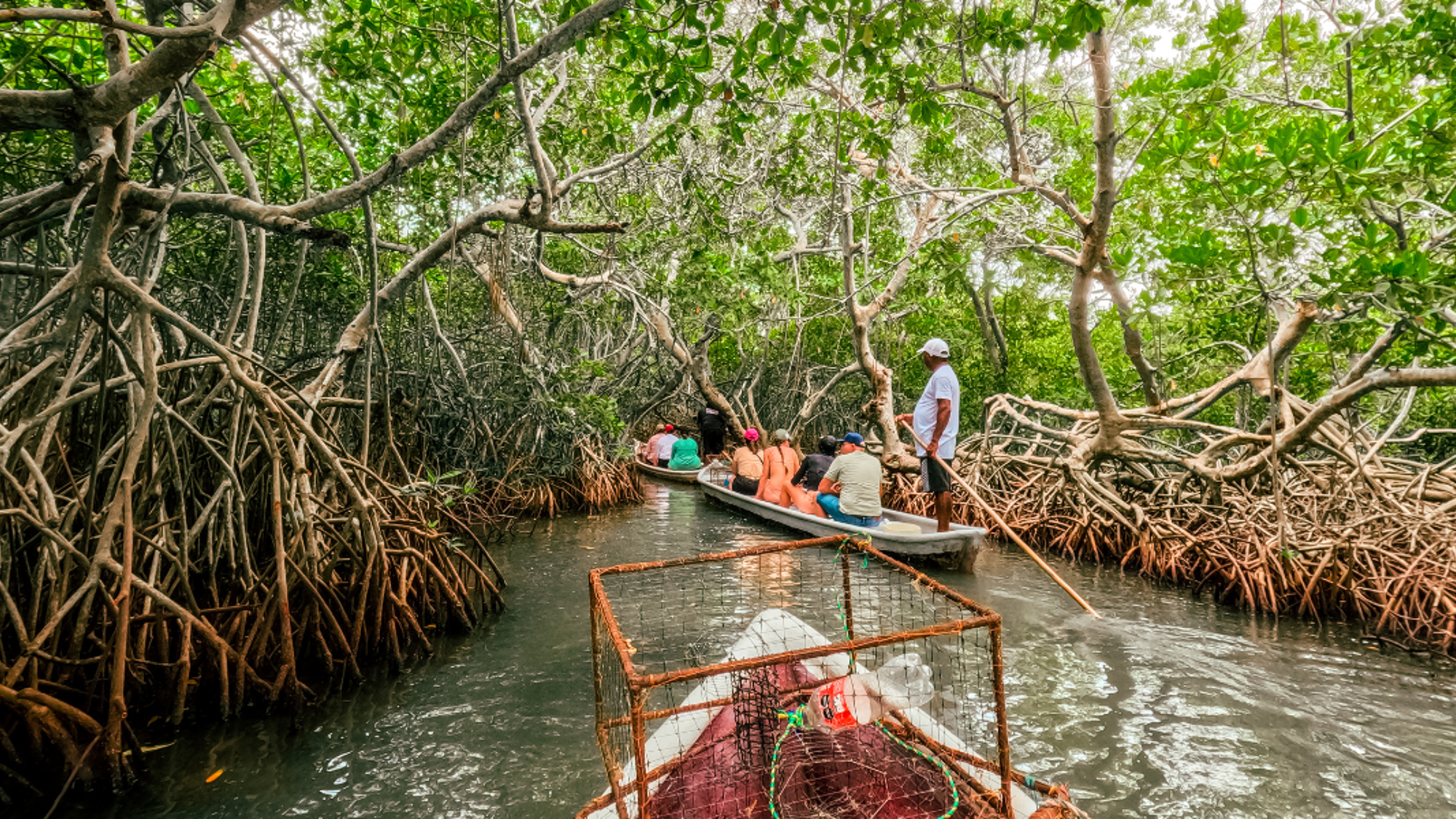 La balade dans la mangrove de La Boquilla - J10