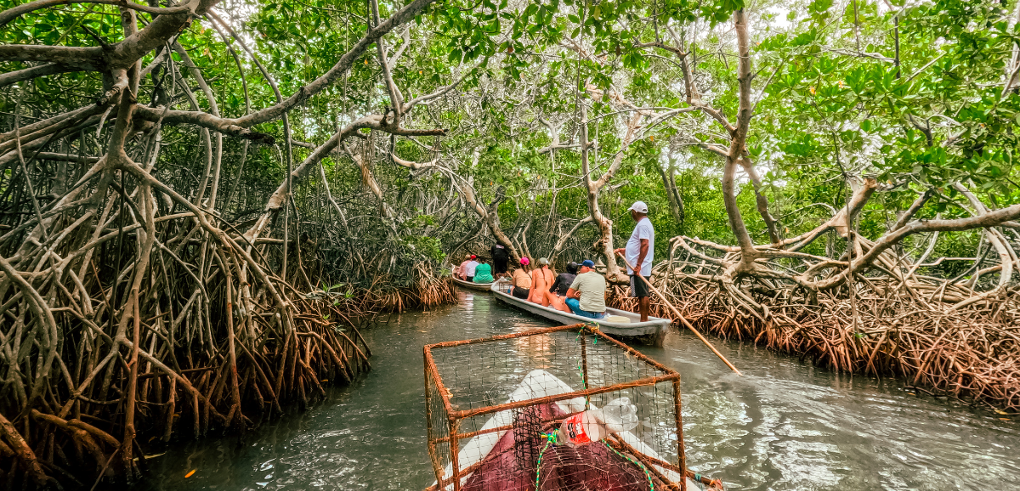 La balade dans la mangrove de La Boquilla - J10