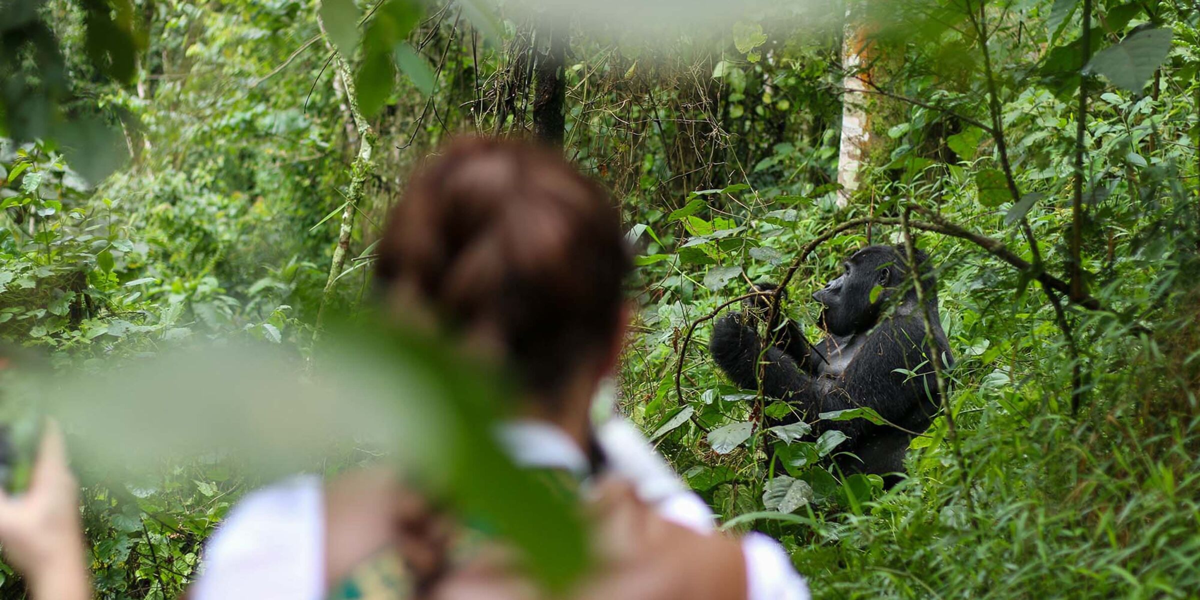 Forêt impénétrable de Bwindi, Ouganda