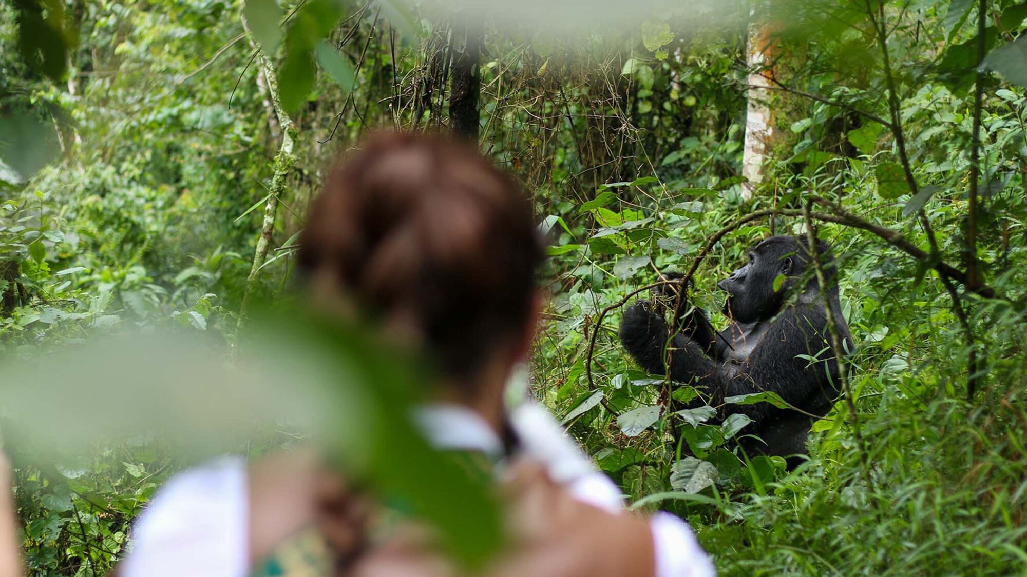 Forêt impénétrable de Bwindi, Ouganda