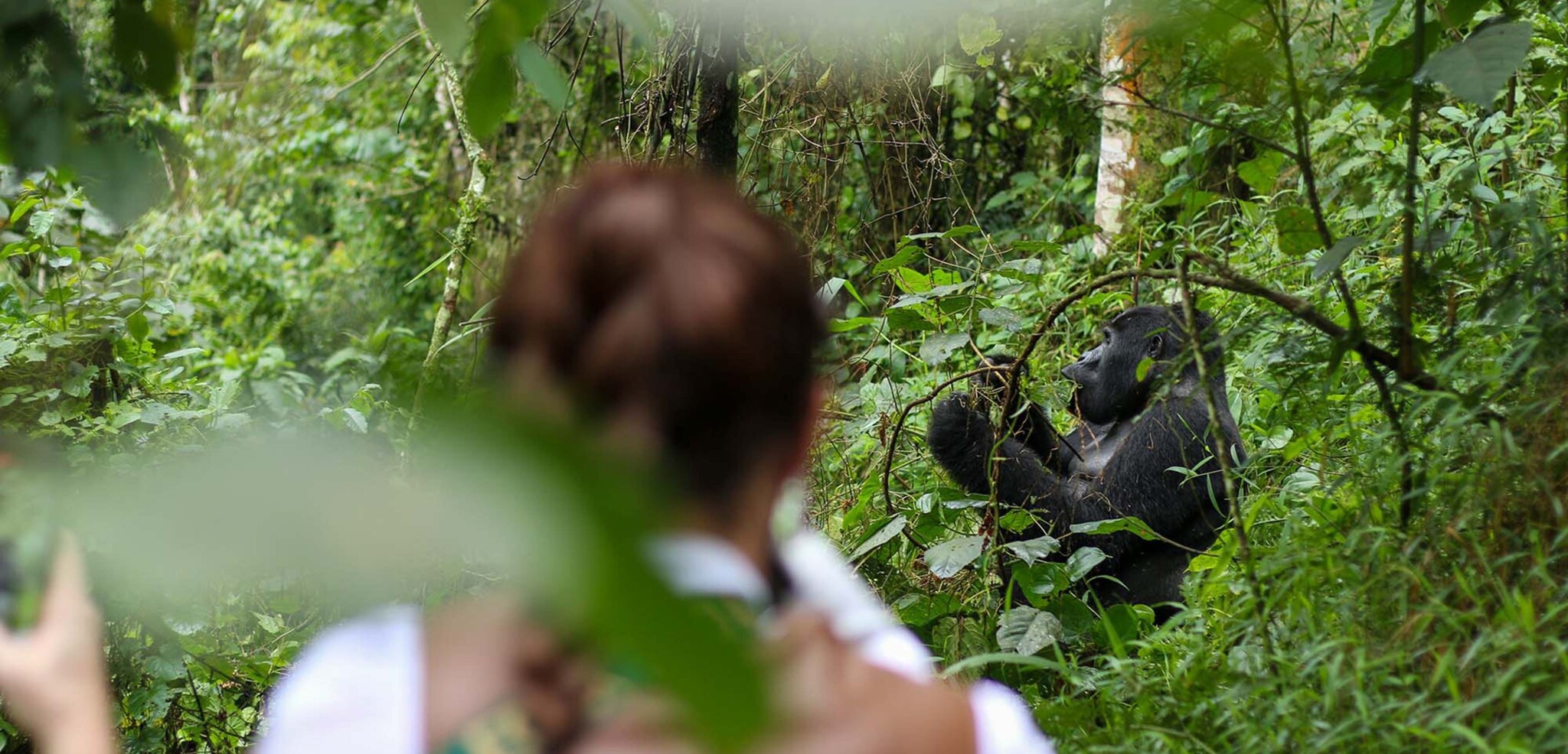 Forêt impénétrable de Bwindi, Ouganda