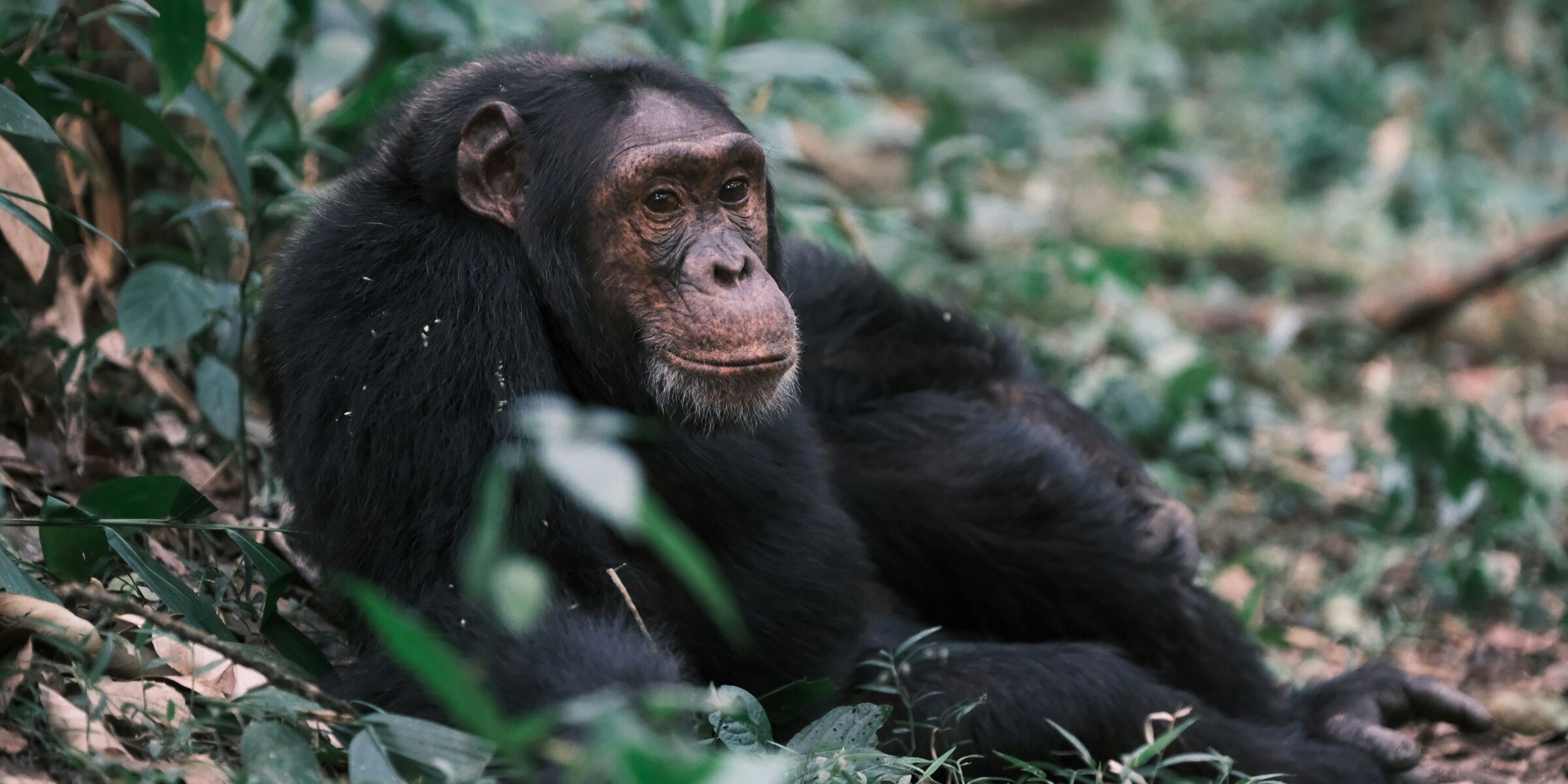 Parc national de Kibale, Ouganda