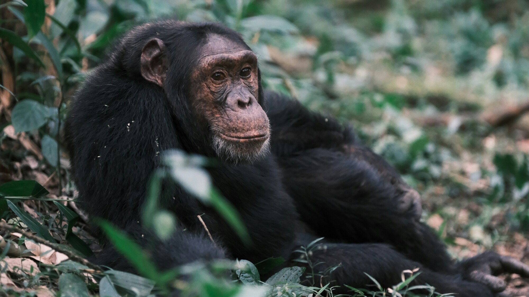 Parc national de Kibale, Ouganda