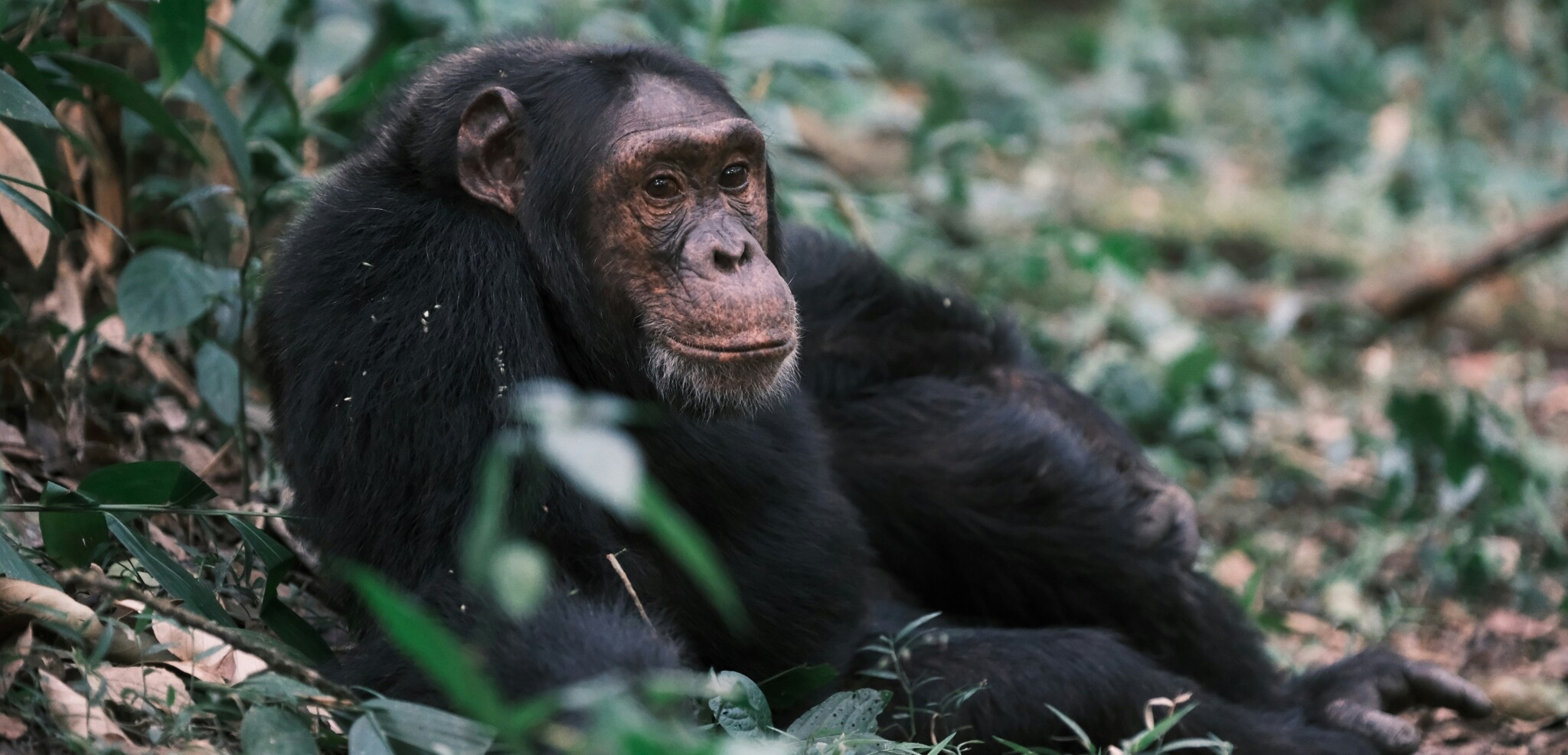 Parc national de Kibale, Ouganda