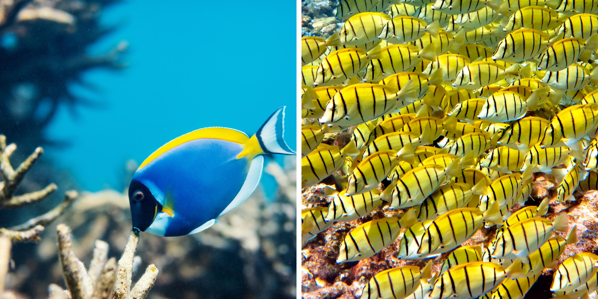 Des milliers d'espèces à observer