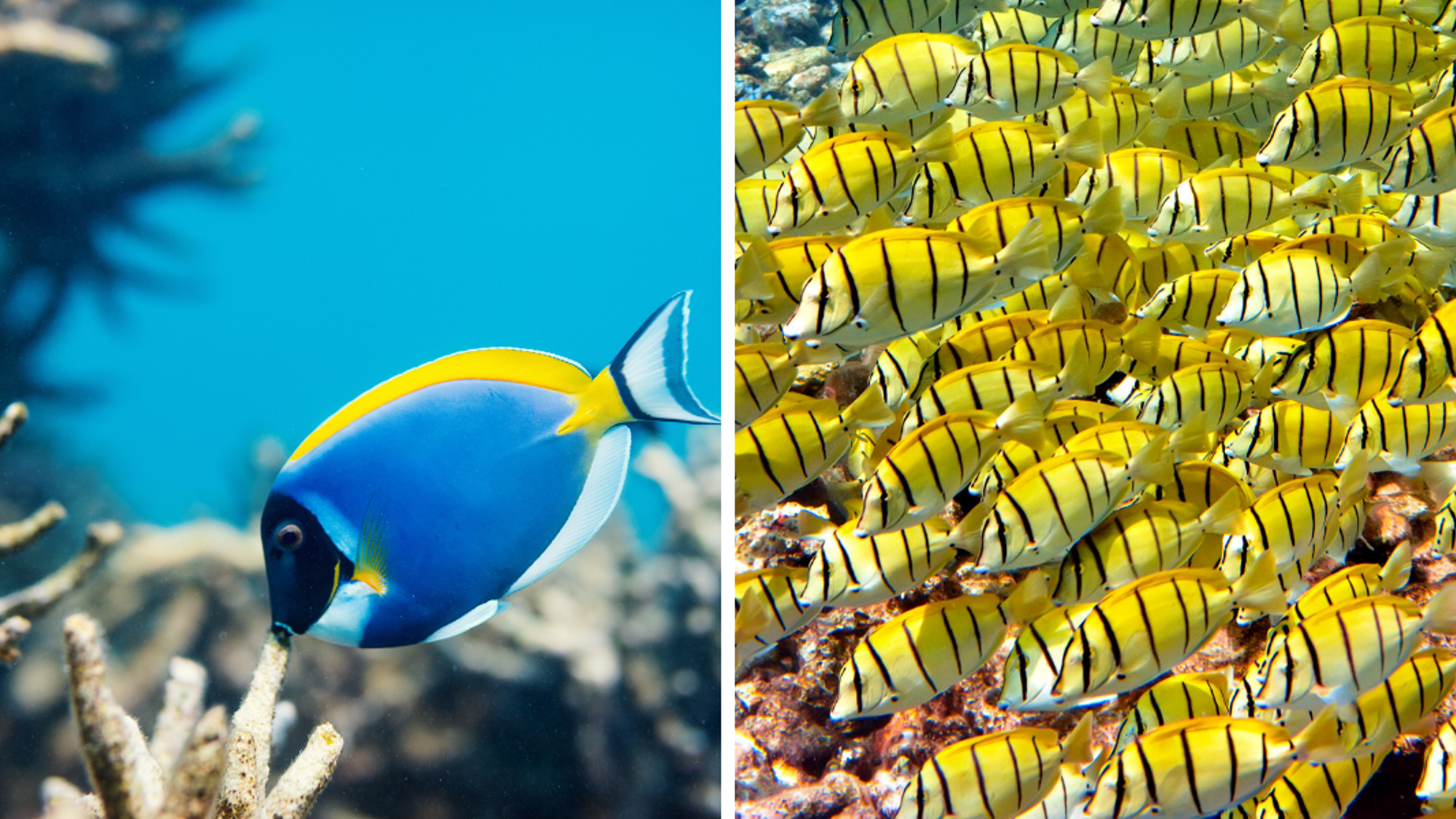 Des milliers d'espèces à observer