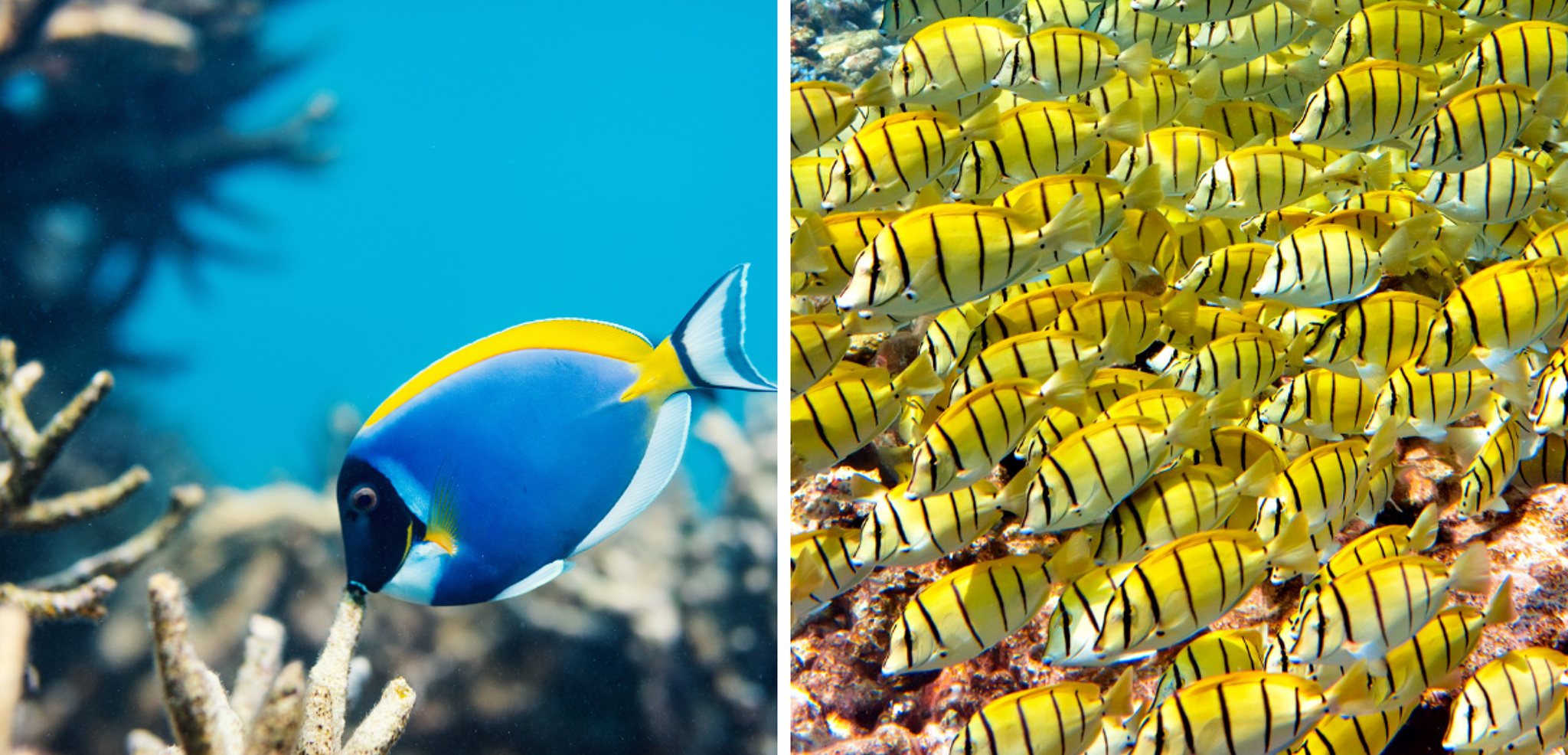 Des milliers d'espèces à observer