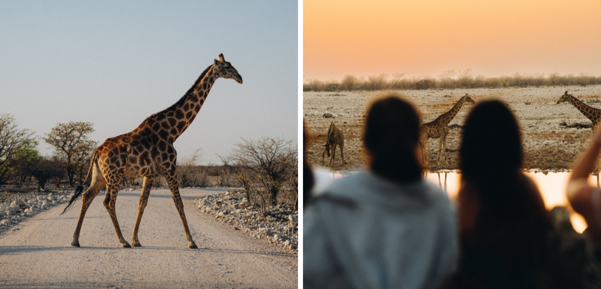 Rencontre dans le Parc National d'Etosha