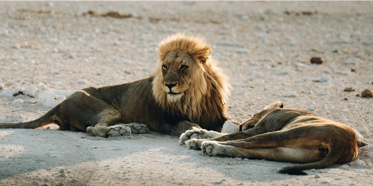 Peut-être aurez-vous la chance de croiser des lions 