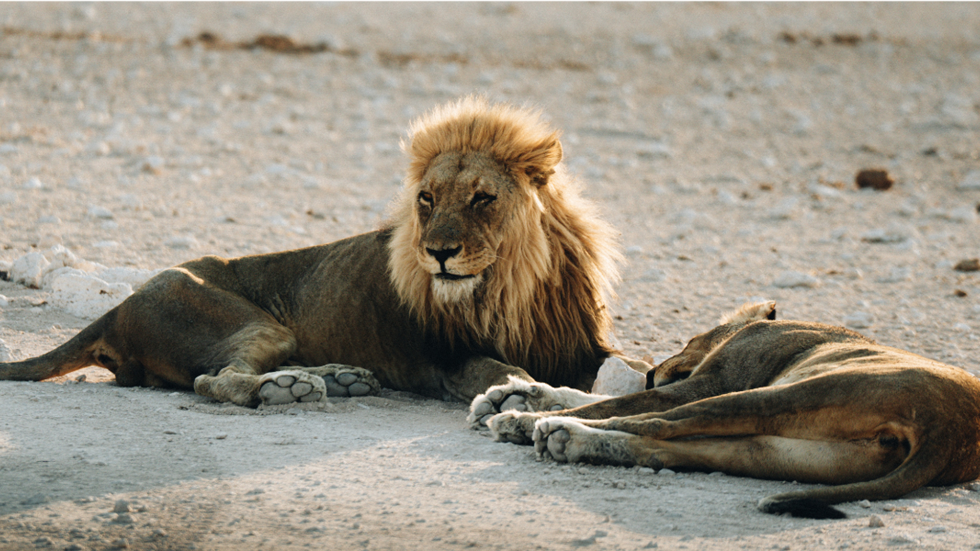 Peut-être aurez-vous la chance de croiser des lions