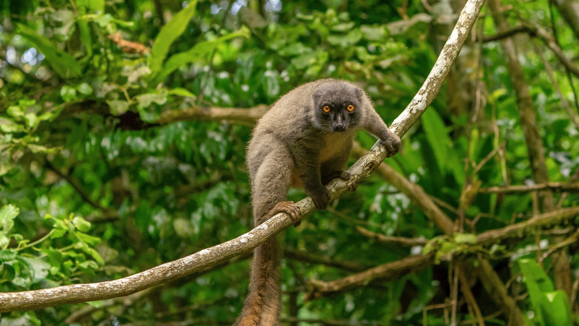 Lémurien, Madagascar