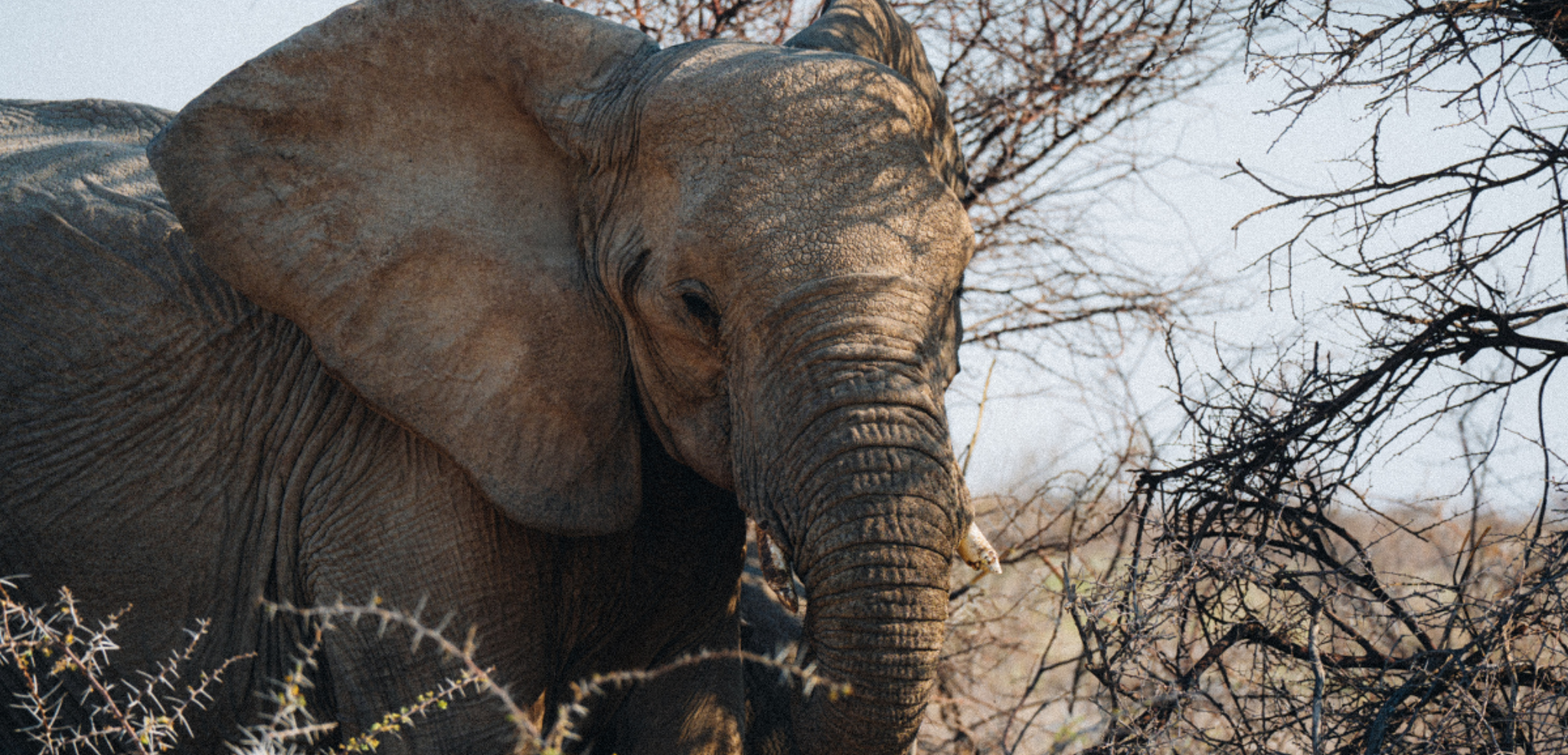 Eléphants venus s'abreuver rivière Aba-Huab, Damaraland