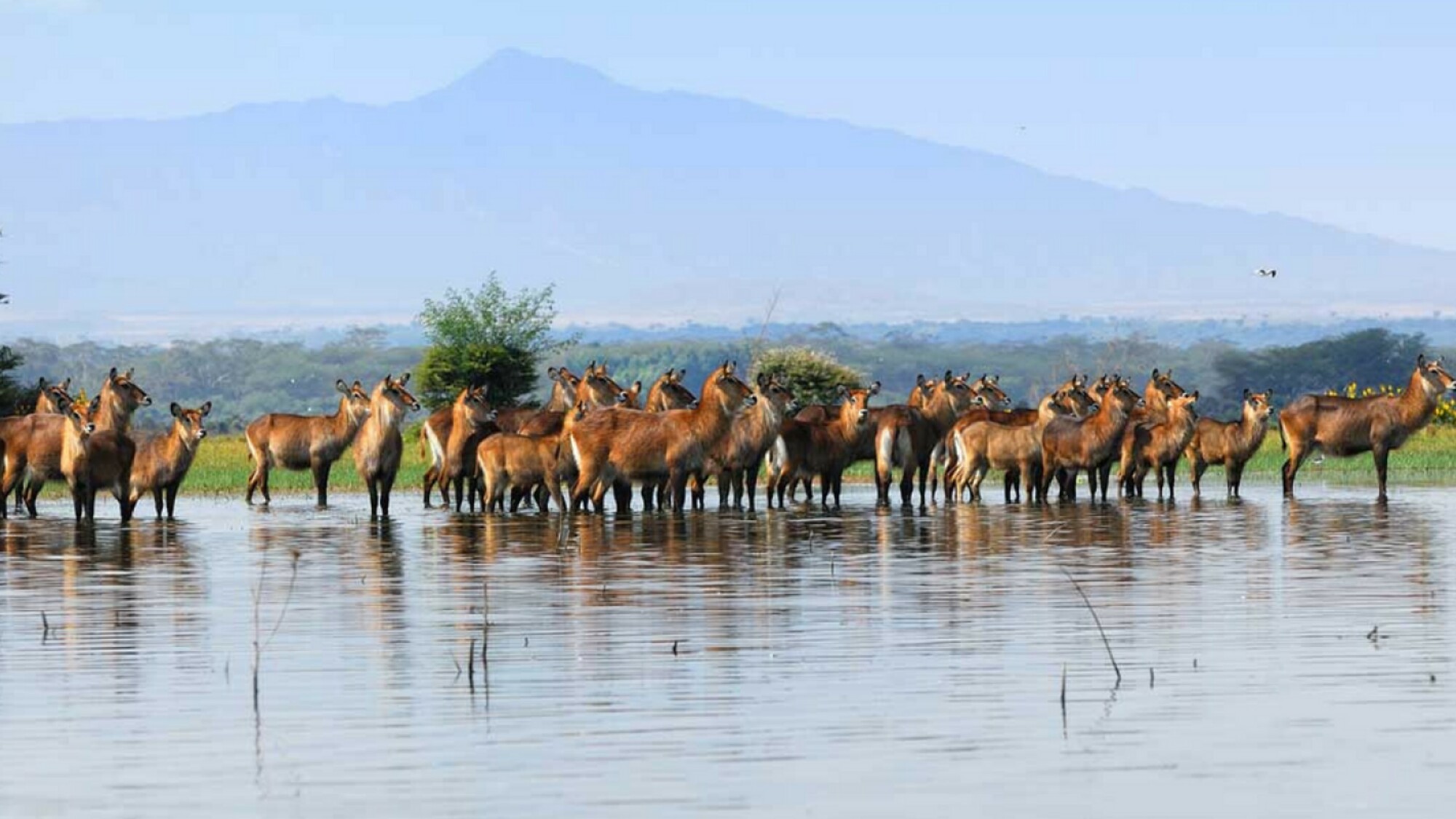 Sur les rives du lac Naivasha
