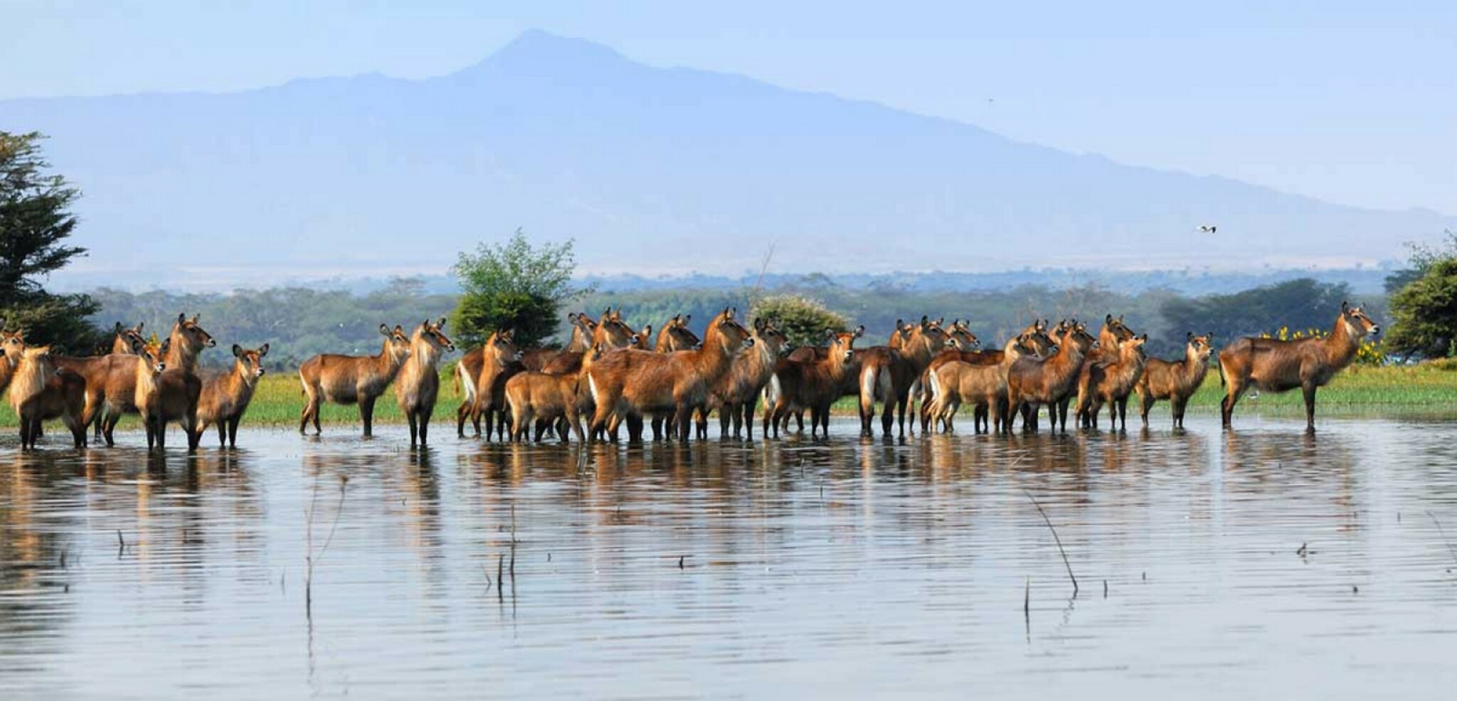 Sur les rives du lac Naivasha