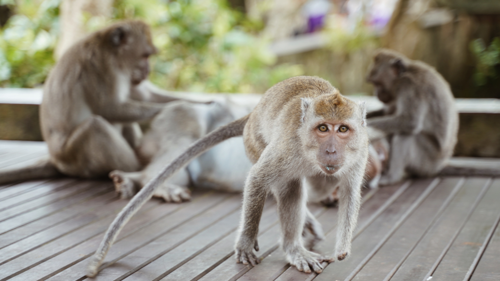 Visitez la Monkey Forrest