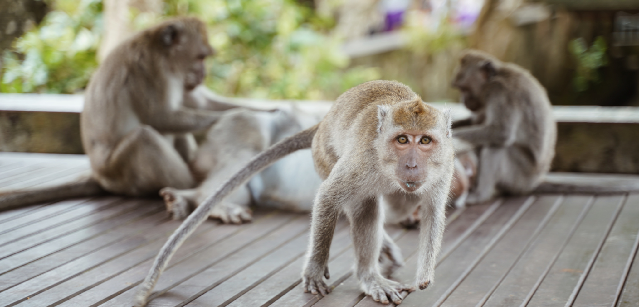 Visitez la Monkey Forrest