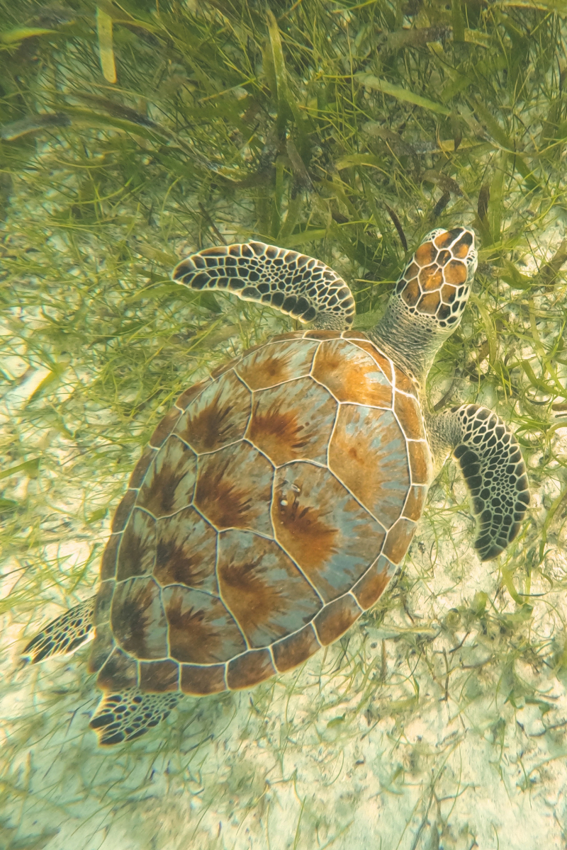 Nager avec les tortues dans la baie d'Akumal, Mexique ©Shutterstock