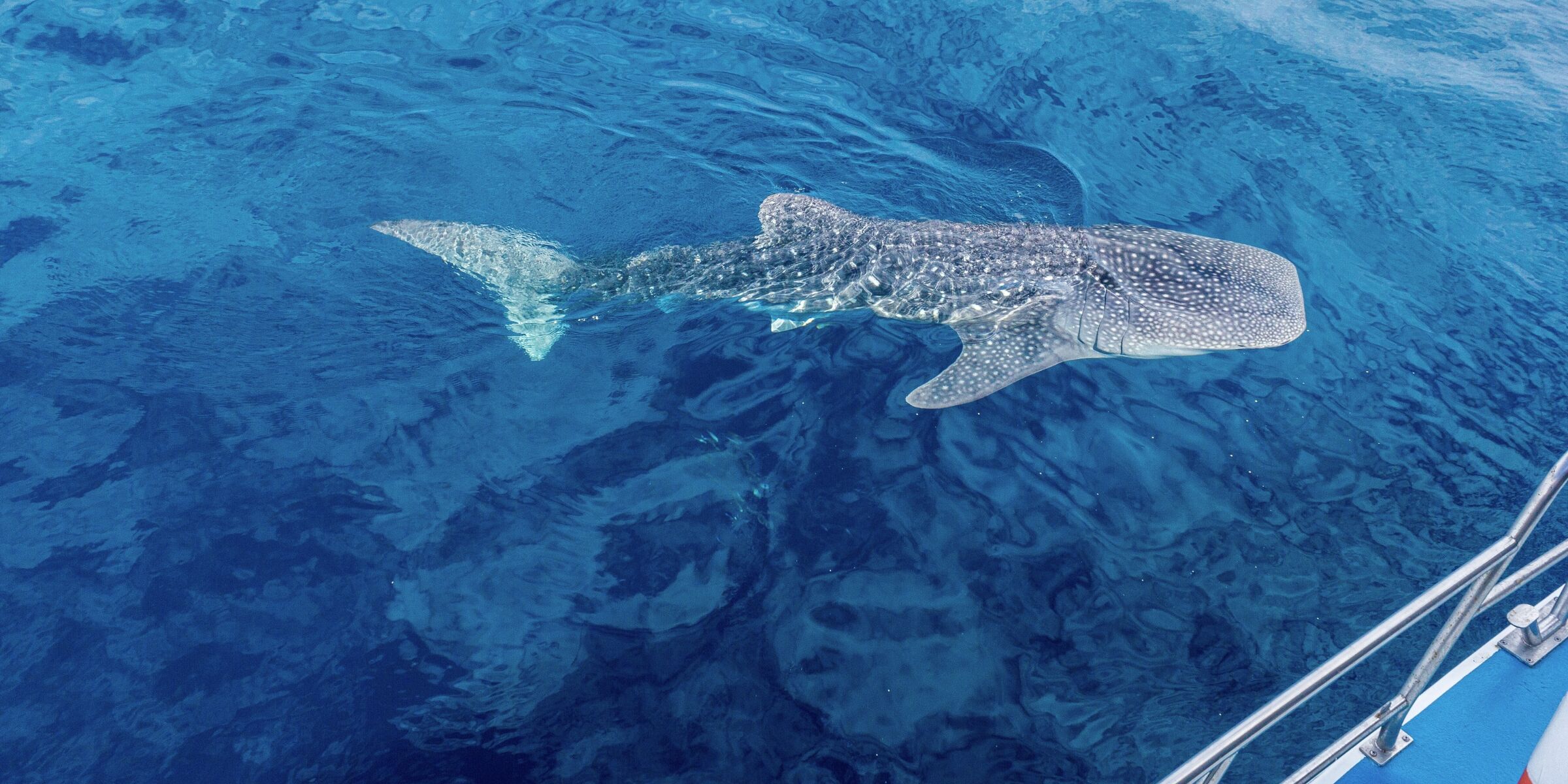 Requin-baleine, Madagascar