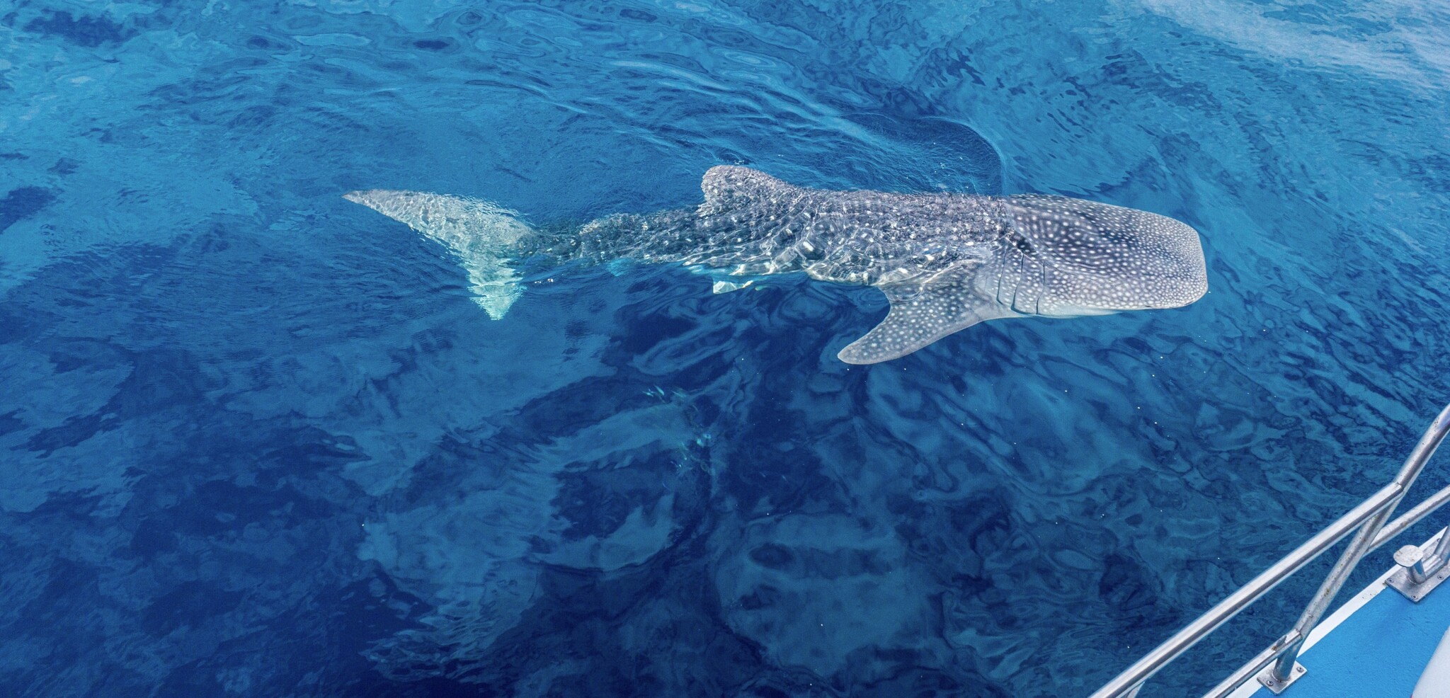 Requin-baleine, Madagascar