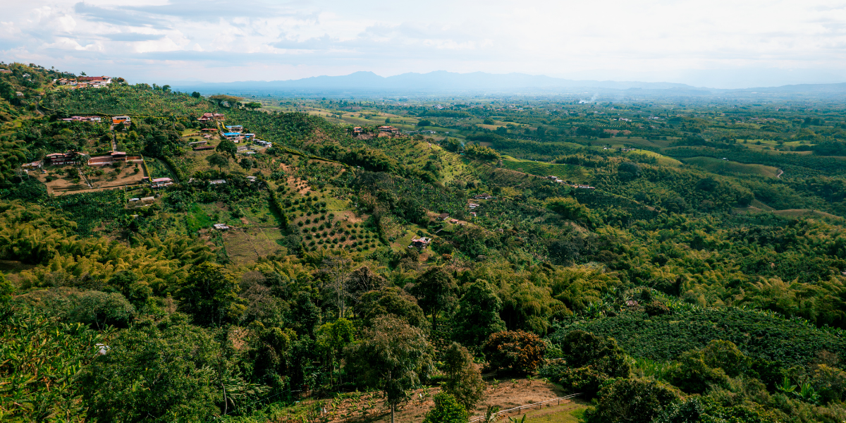 La campagne de Peirera et les plantations de café - J3