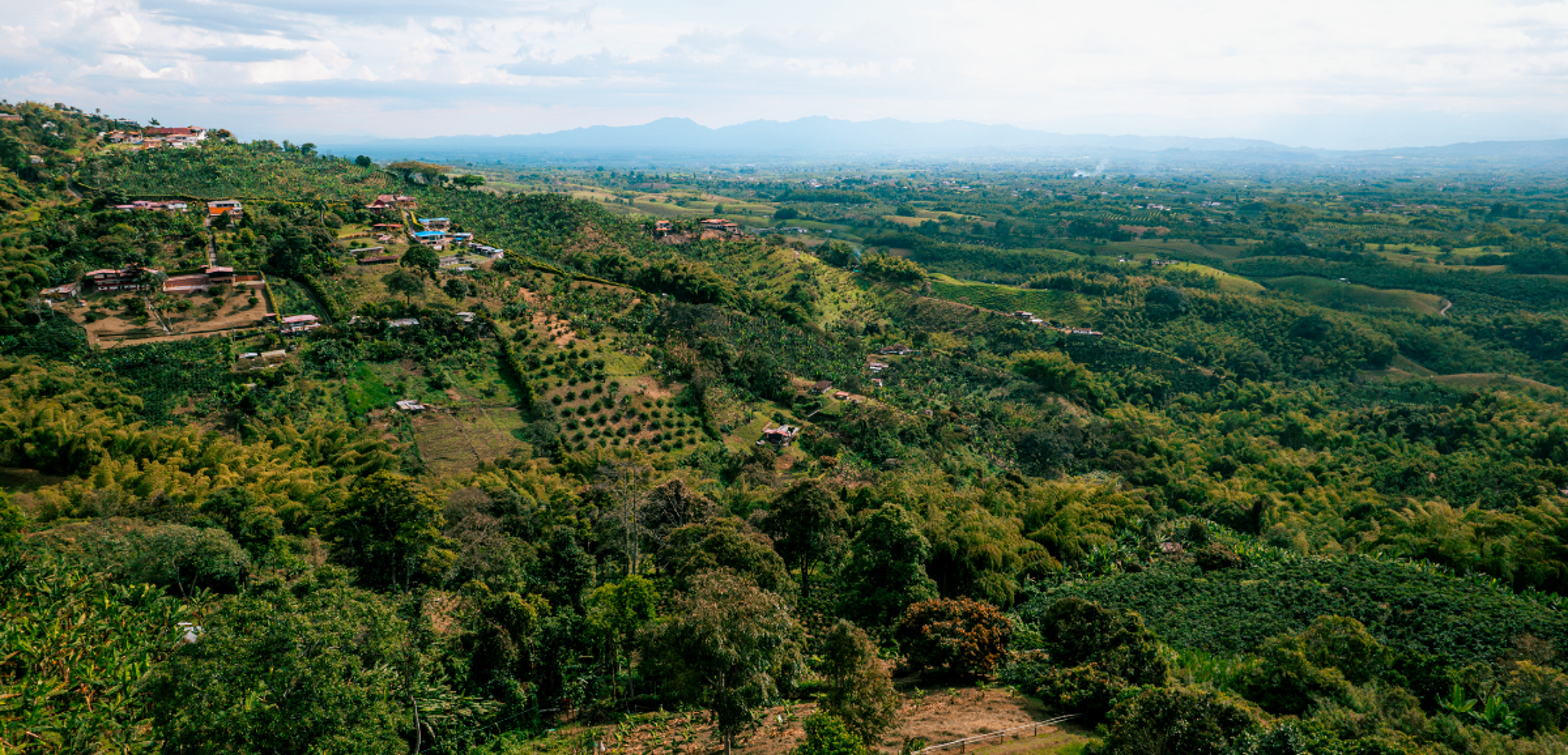 La campagne de Peirera et les plantations de café - J3