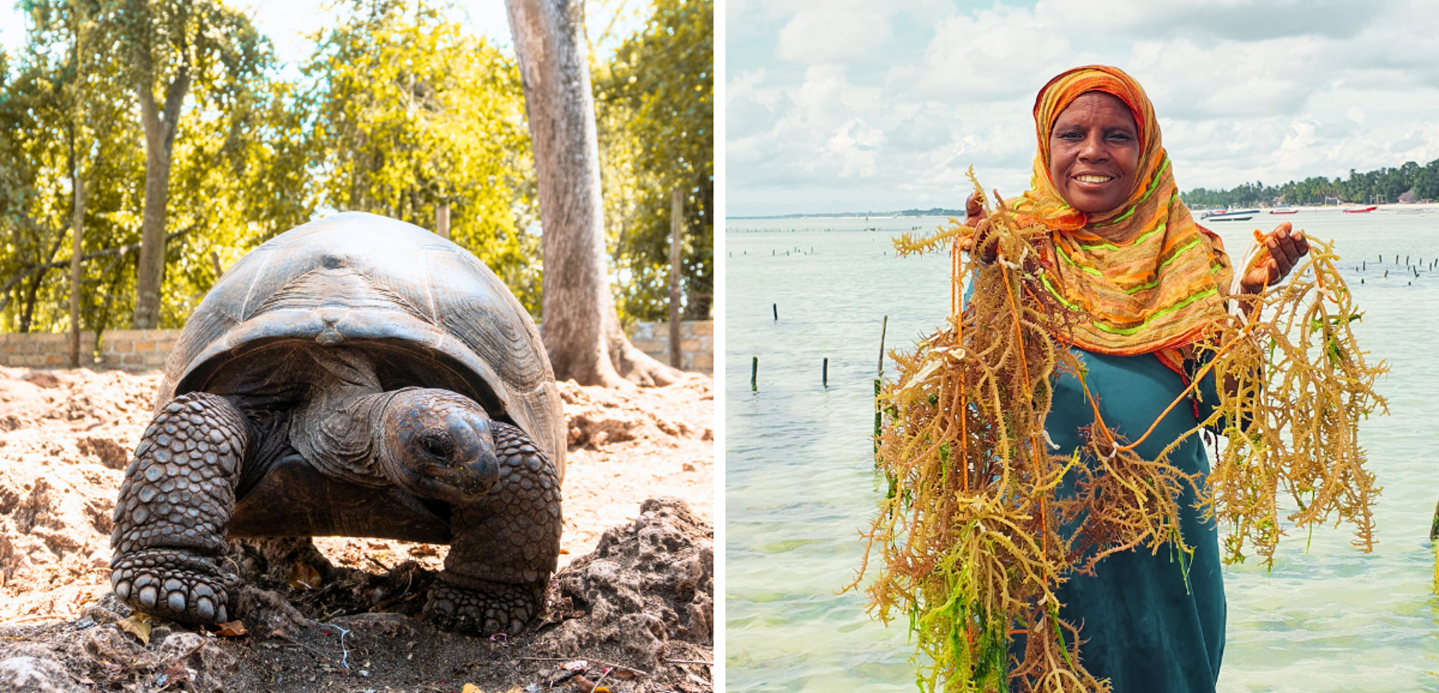 Rencontre avec les tortues et les locaux