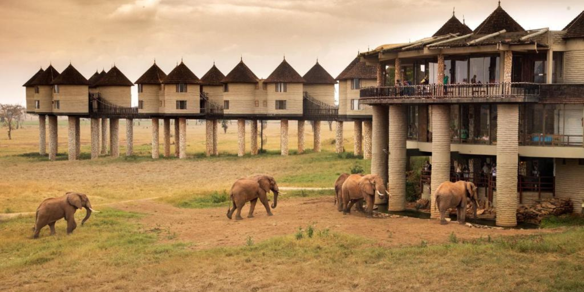 Avec point d'eau pour observer au plus près les éléphants ! Salt Lick Safari Lodge