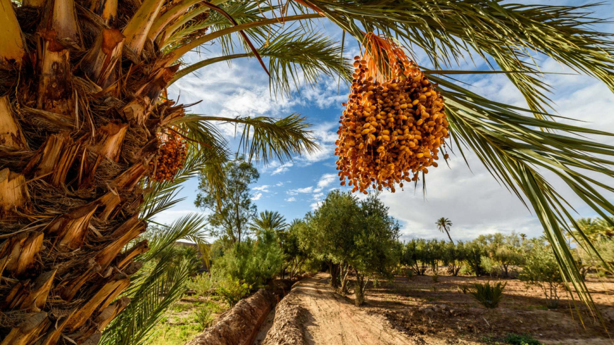Flânez dans la palmeraie de Skoura à pied ou bicyclette
