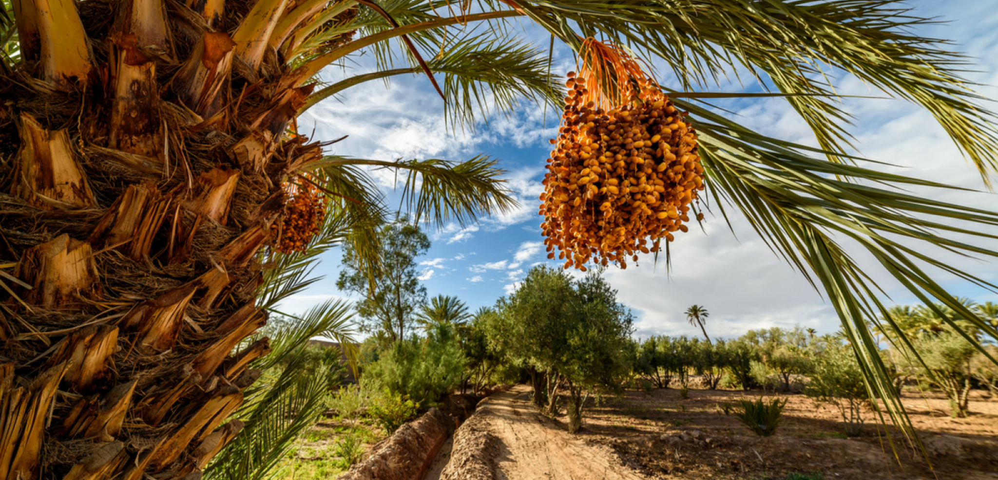 Flânez dans la palmeraie de Skoura à pied ou bicyclette