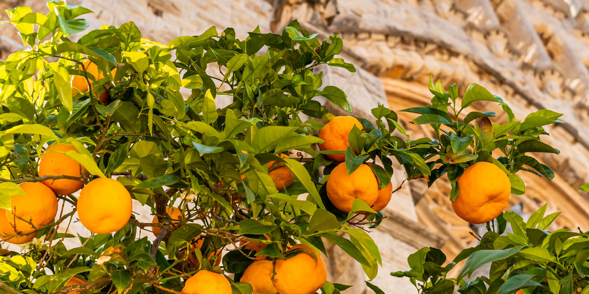 Fornalutx, Majorque ©Shutterstock 