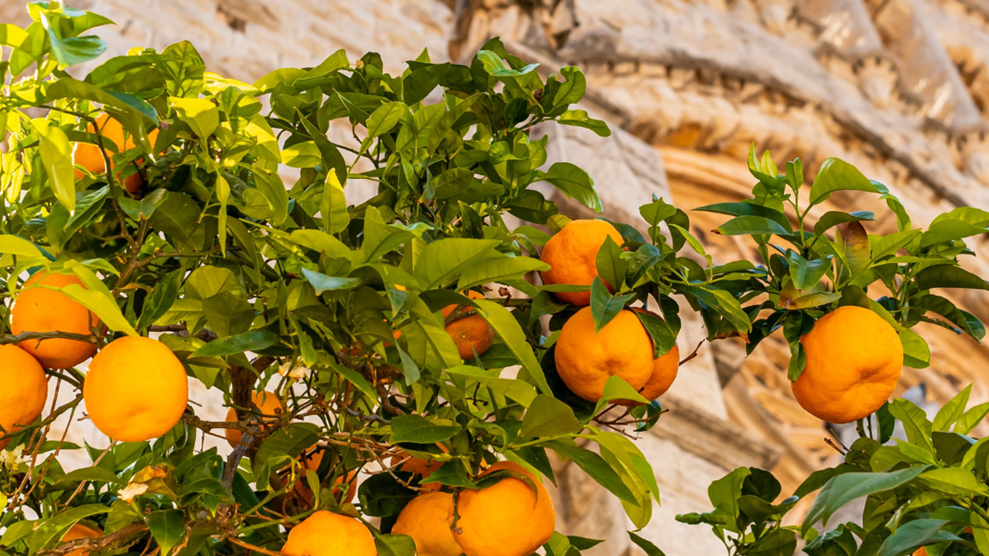 Fornalutx, Majorque ©Shutterstock