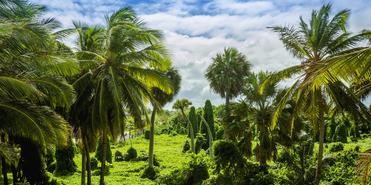 La jungle antillaise