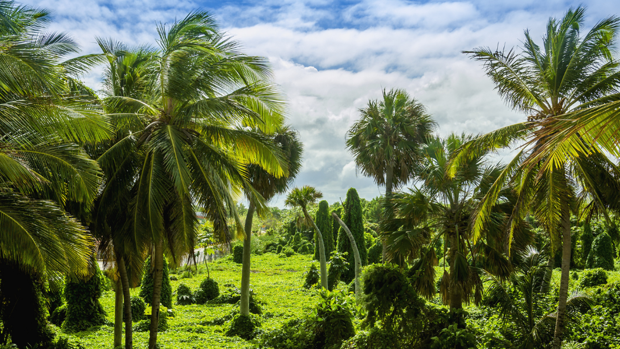 La jungle antillaise