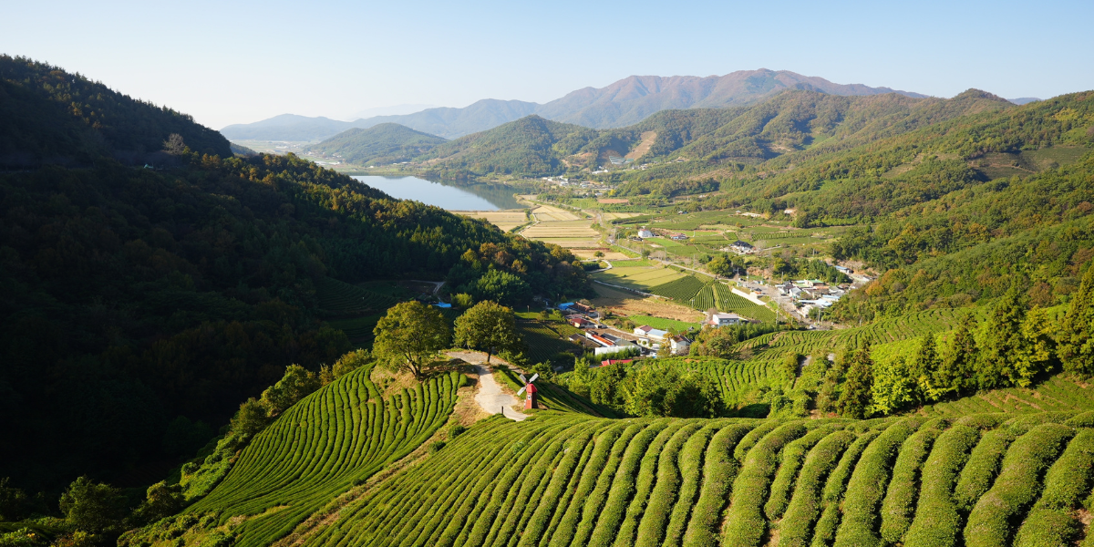 plantation de thé Daehan Dawon, Boseong , Corée du sud ©yeojin yun / Unsplash