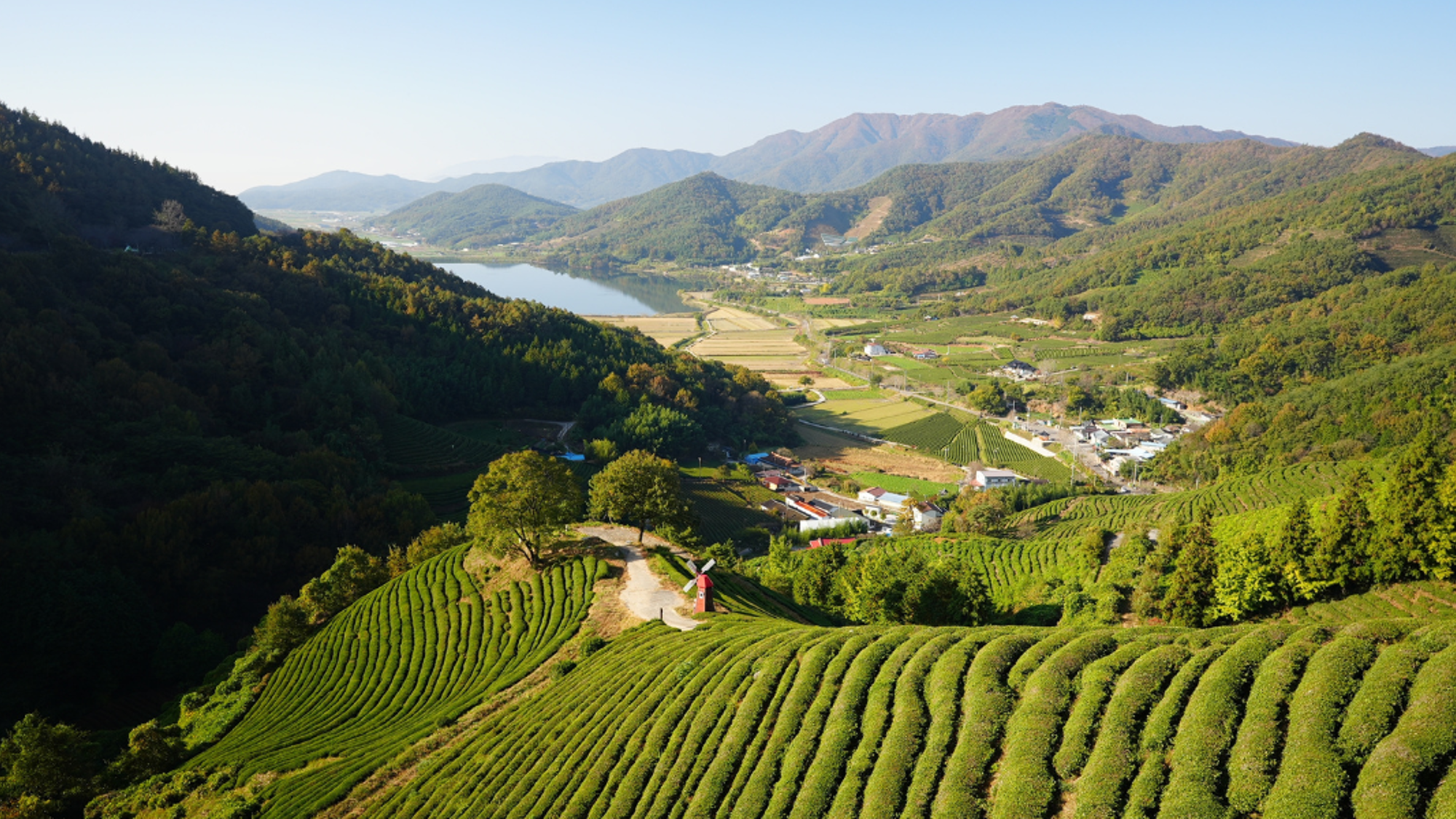 plantation de thé Daehan Dawon, Boseong , Corée du sud ©yeojin yun / Unsplash