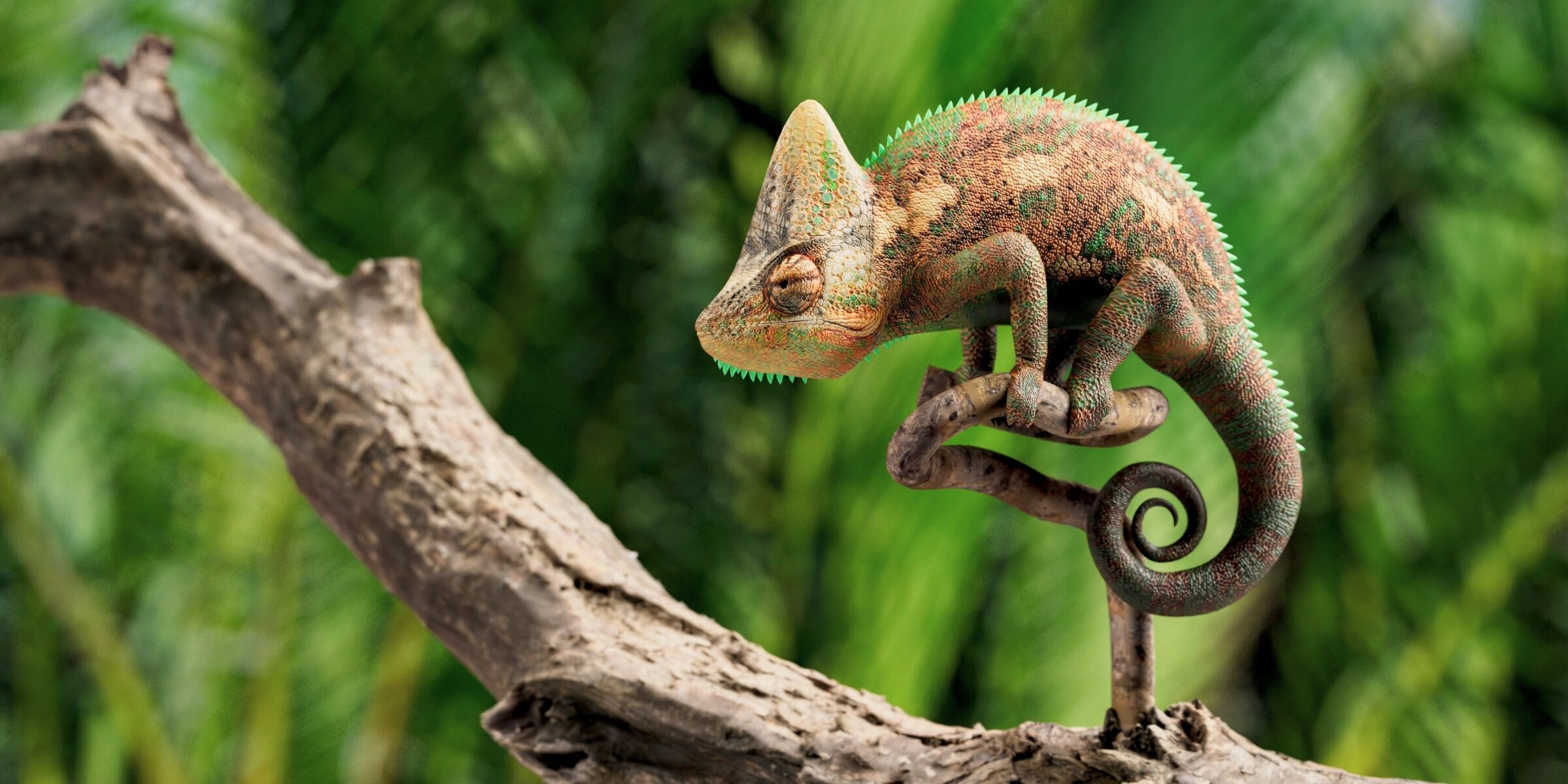 Caméléon, Madagascar