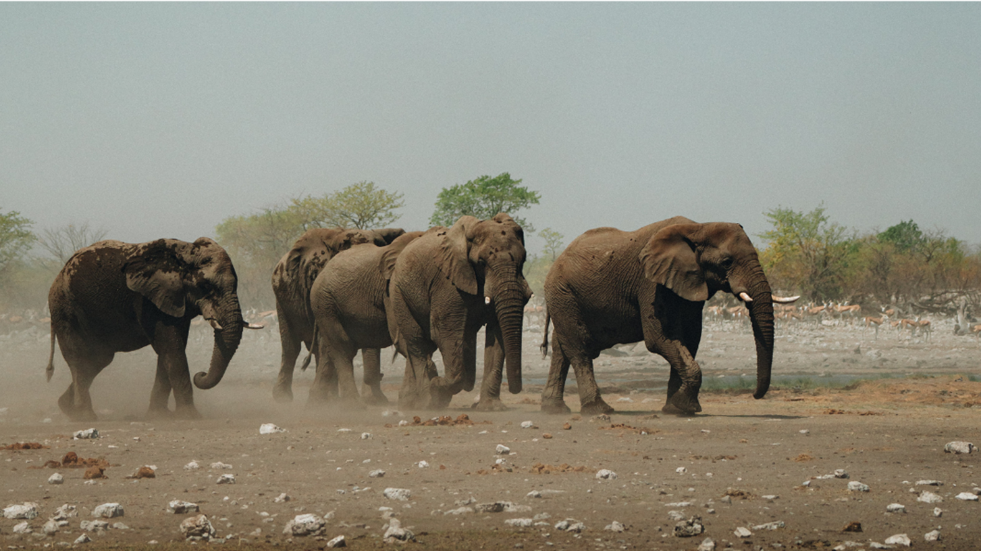 Observez les éléphants venus s'abreuver rivière Aba-Huab, Damaraland