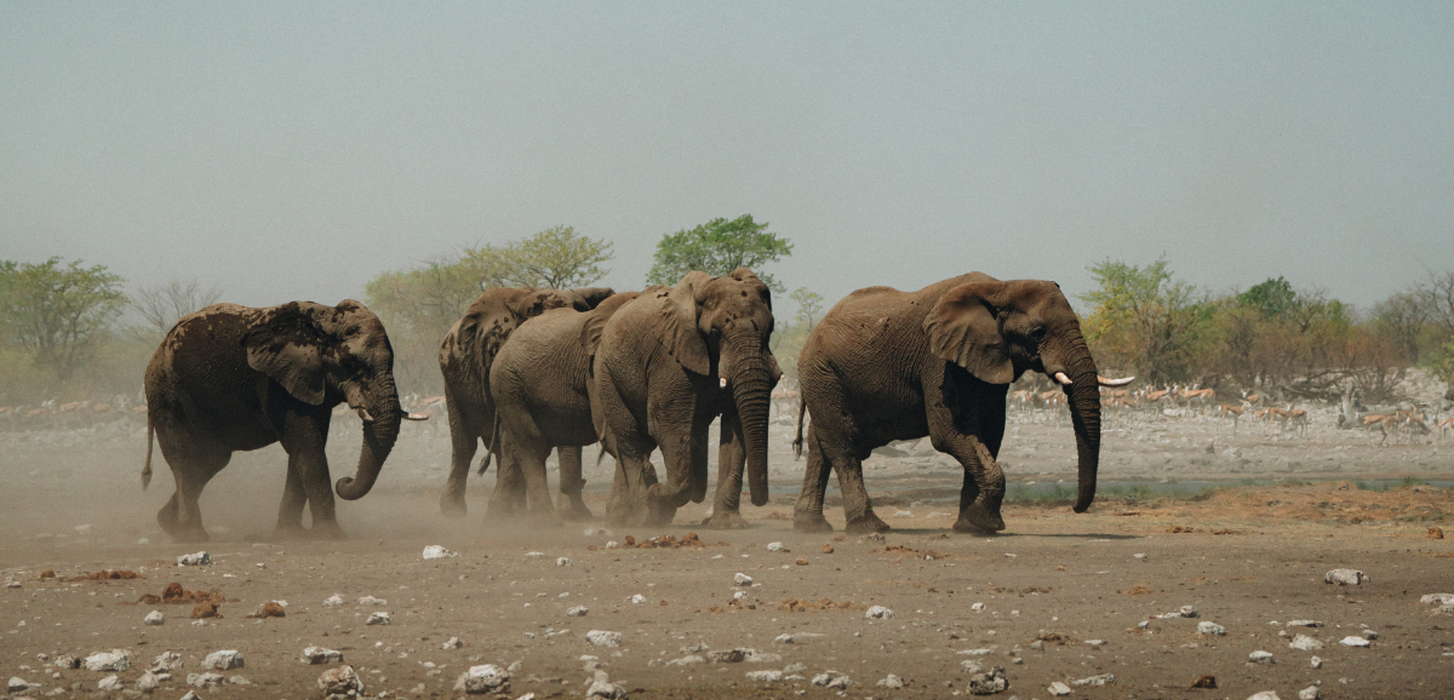 Observez les éléphants venus s'abreuver rivière Aba-Huab, Damaraland