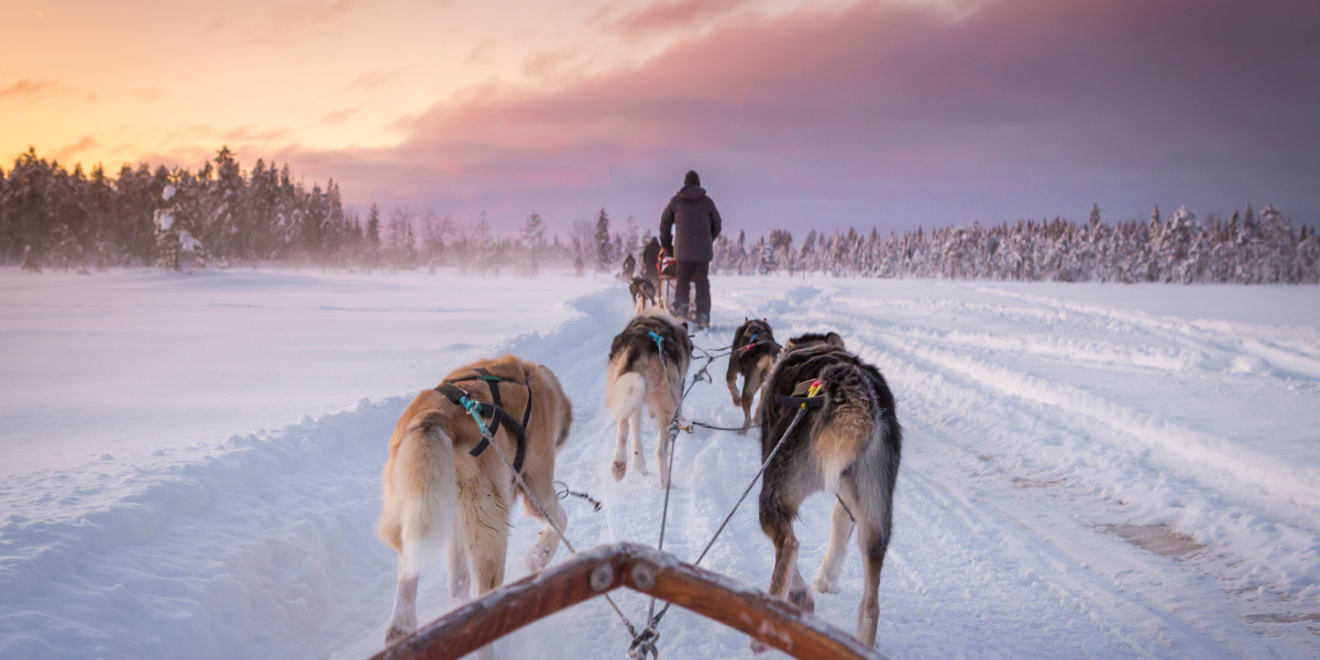 Le safari en traineau à chiens 