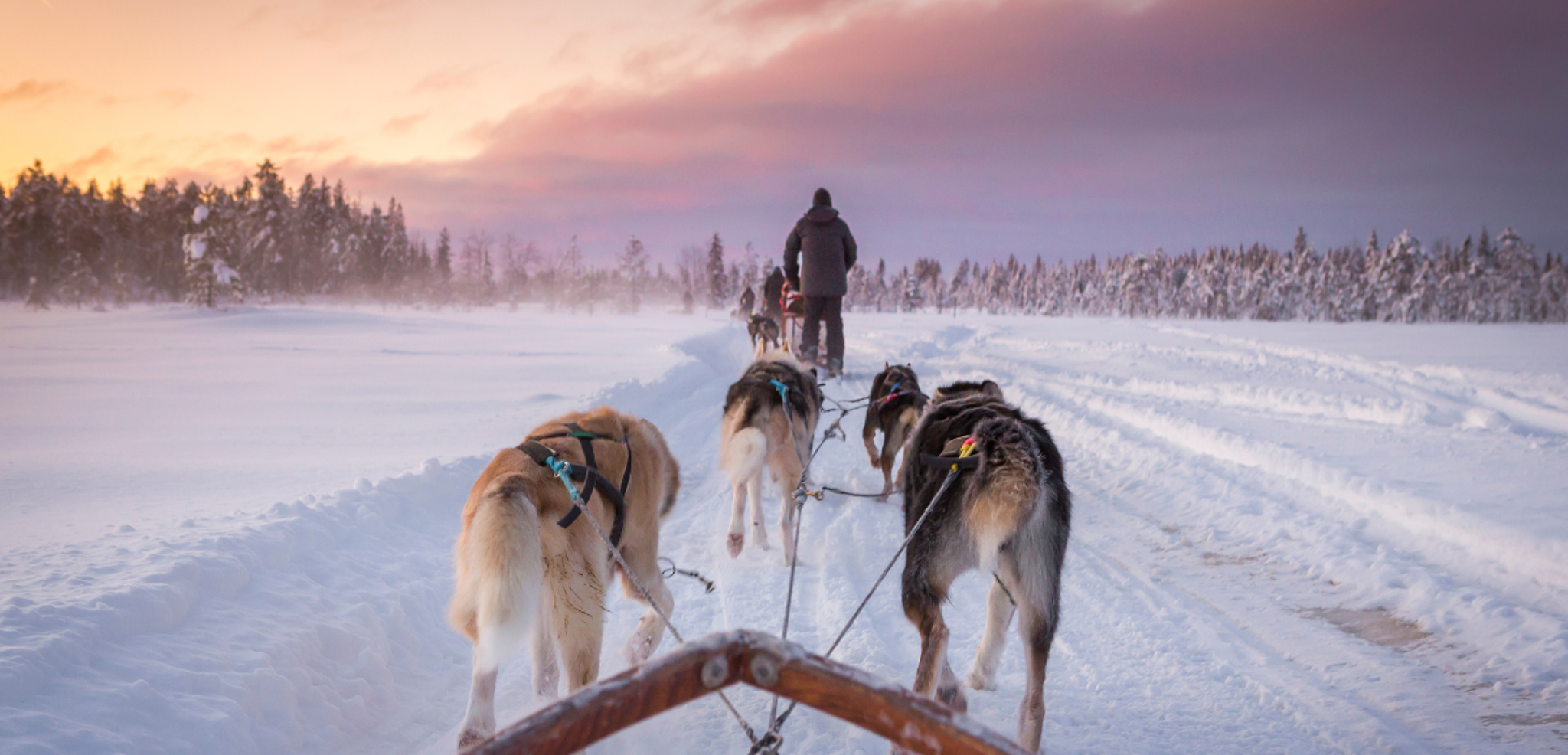 Le safari en traineau à chiens