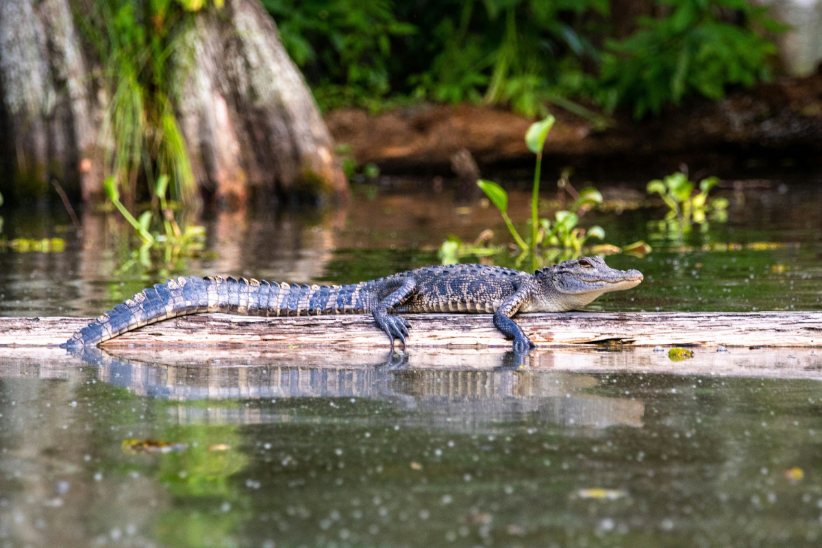  Swamp tour, Louisiane, États-Unis ©Joshua J Cotten / Unsplash 